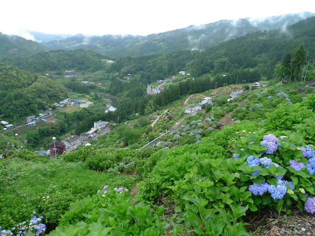 新宮のあじさいの里絶景
