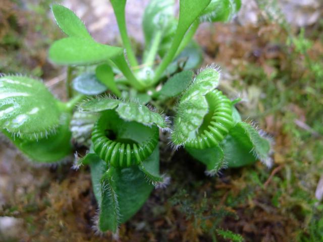食虫植物、フクロユキノシタ