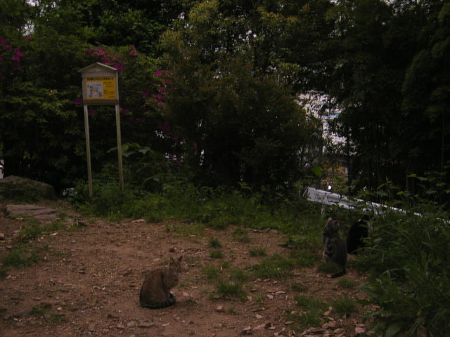 五台山の野良猫と膏取り騒動
