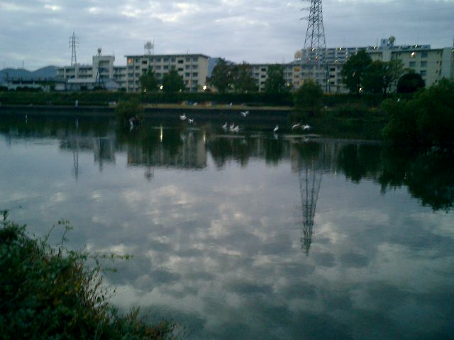 鏡川の群れる鷺