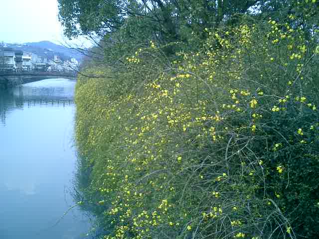迎春花と文学碑通り