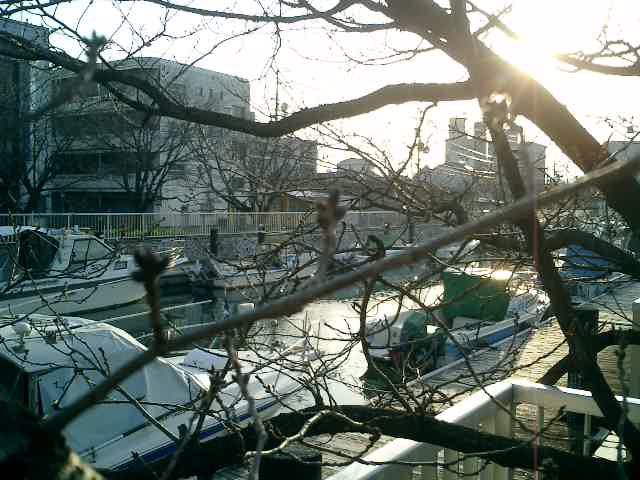 堀川の桜のつぼみ