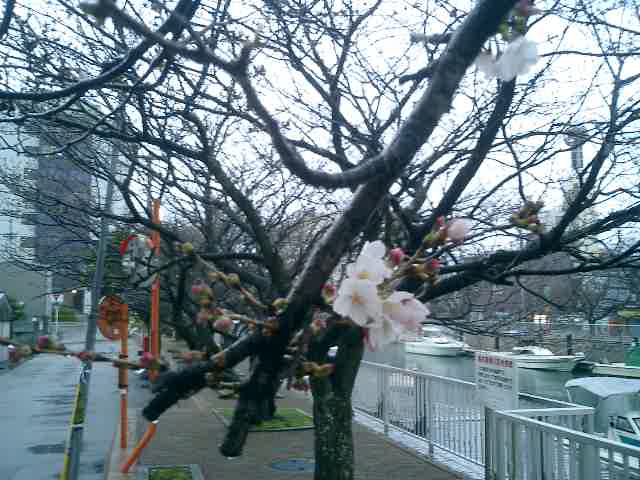 堀川の桜