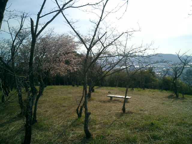 筆山の桜
