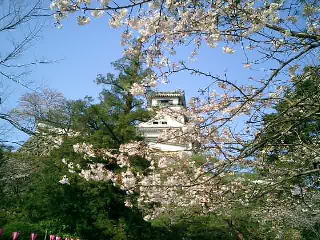 高知城杉の段の桜満開