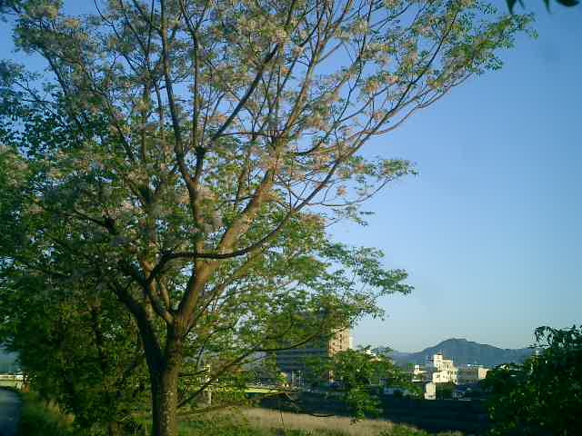 鏡川の栴檀に花が咲きました