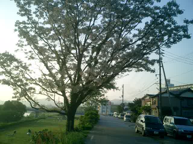 紅葉橋上流のみごとな栴檀(せんだん)