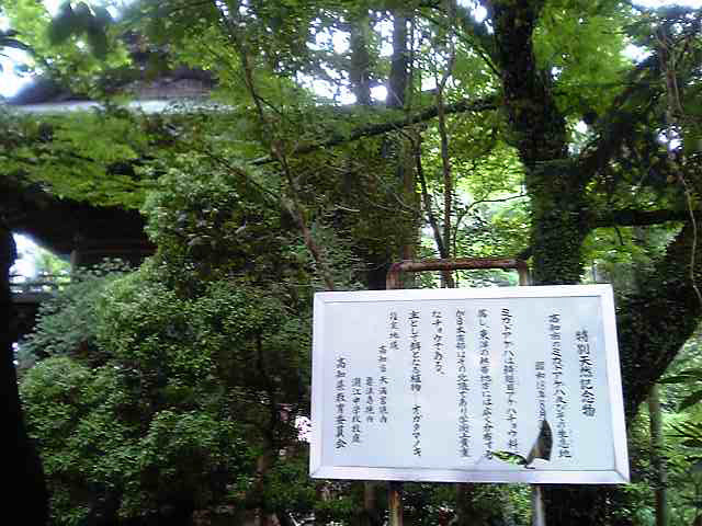 潮江天満宮ミカドアゲハ