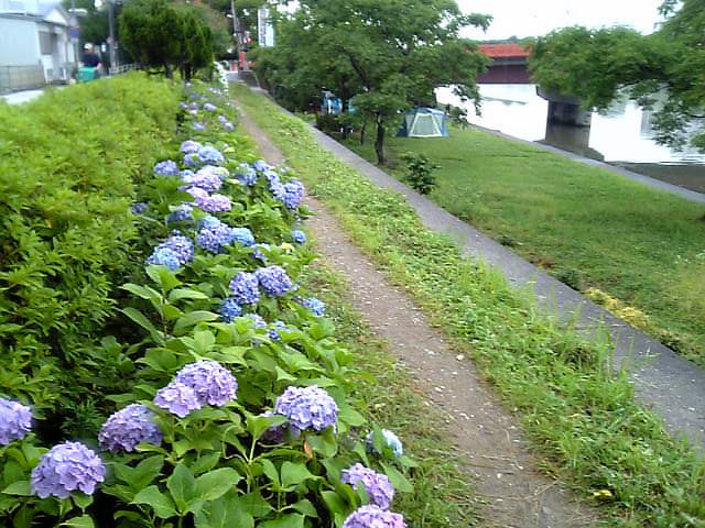 鏡川の紫陽花