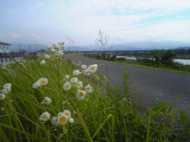 物部川土手の姫女苑