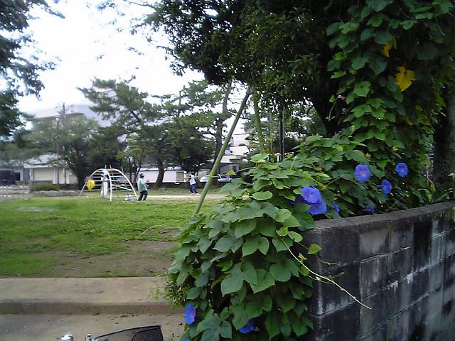 九反田東公園の太極拳と朝顔