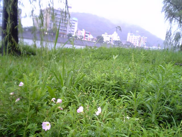 鏡川の昼咲月見草