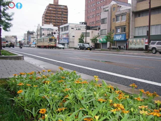 電車通りの植え込み