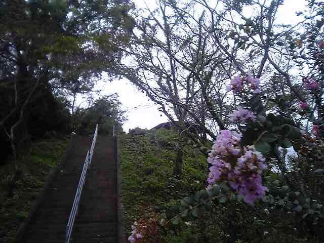蓮池城の百日紅