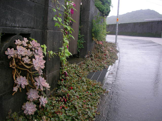 柳原橋上流の多肉植物