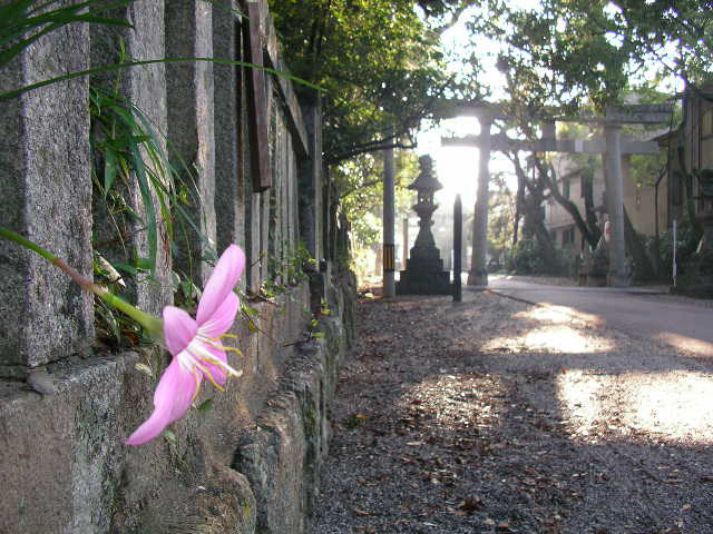 潮江天満宮のピンクの花