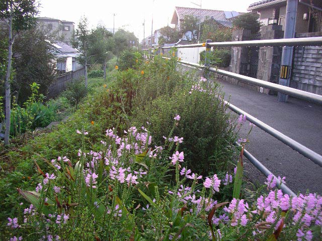 築屋敷の花虎ノ尾