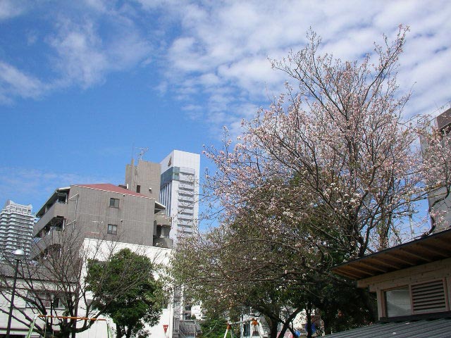 東九反田公園、桜満開