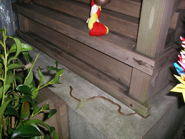 大山祇神社のヘビ