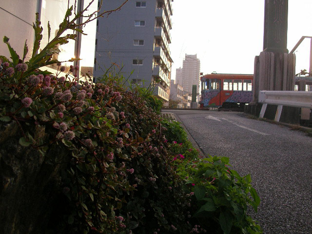 鏡川沿いの姫蔓蕎麦