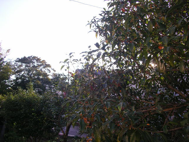 松渕川公園の金木犀