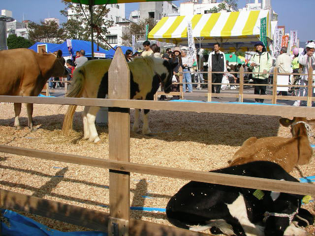 今年も「元気な高知の畜産まつり」です