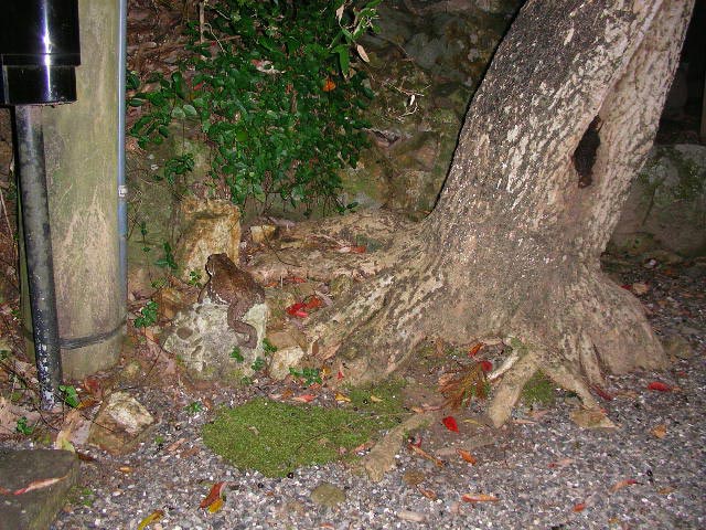 またまた現れた大きなカエル