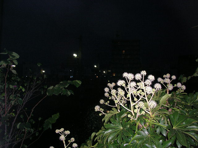 潮江橋南詰めの八手の花