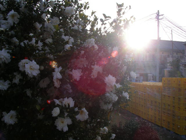 南国工場の日の出と山茶花