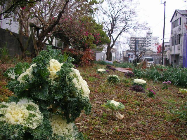 松渕川公園の葉牡丹