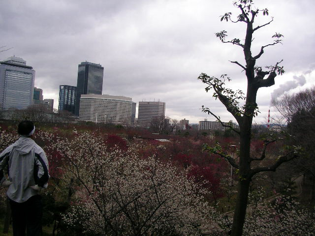大阪城の梅林