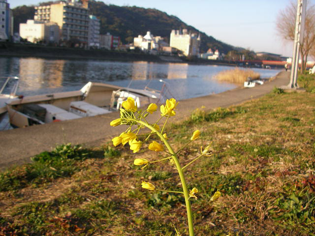鏡川、春の風景