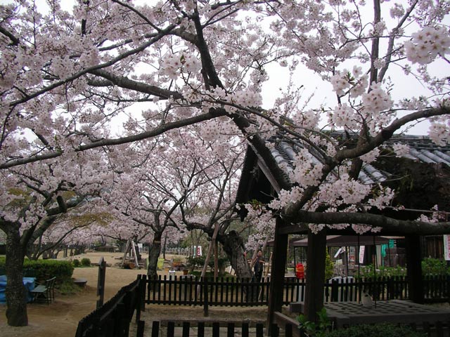 松山城の桜と井戸と猫