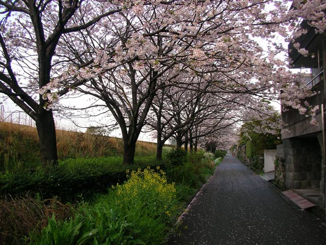 築屋敷の桜トンネル、満開!