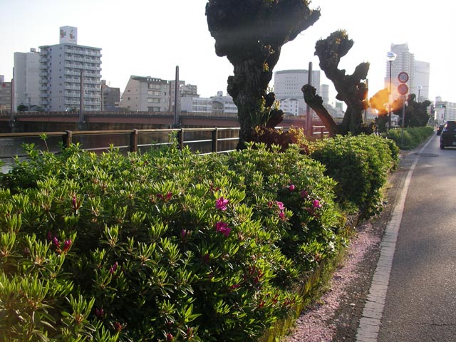 鏡川沿い、桜の次は・・