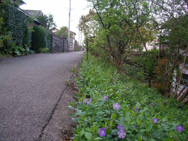 築屋敷土手の蔓日々草