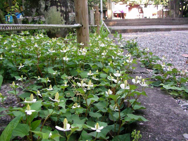 潮江天満宮のどくだみ