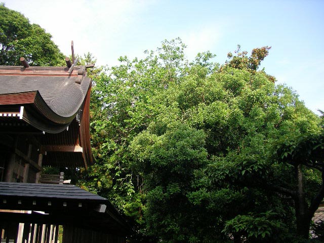 潮江天満宮、大山祇神社参道脇のヤマモモ