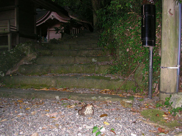 久し振り!大山祇神社のヌシ、大きなヒキガエル