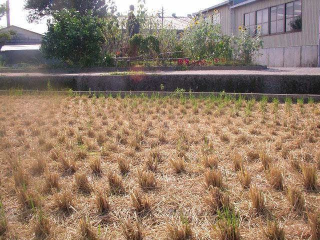 南国工場、稲刈りの済んだ田んぼ
