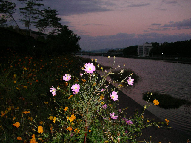 鏡川の黄花コスモスと普通のコスモス