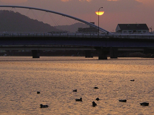 鏡川の鴨、朝日、雑喉場橋