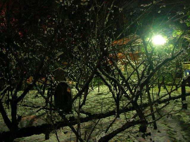 高知市内の雪は記録的でした