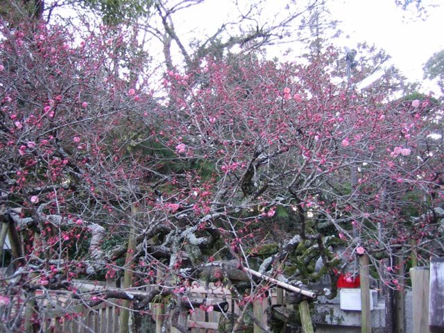一昨日が高知城の梅の開花宣言。天満宮の飛龍梅もだいぶ咲きました