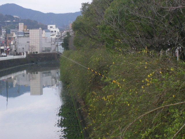 高知城西の黄梅が今年も咲き始めました