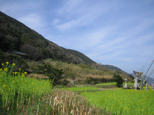 室戸岬の杉尾神社、菜の花とつくしんぼ