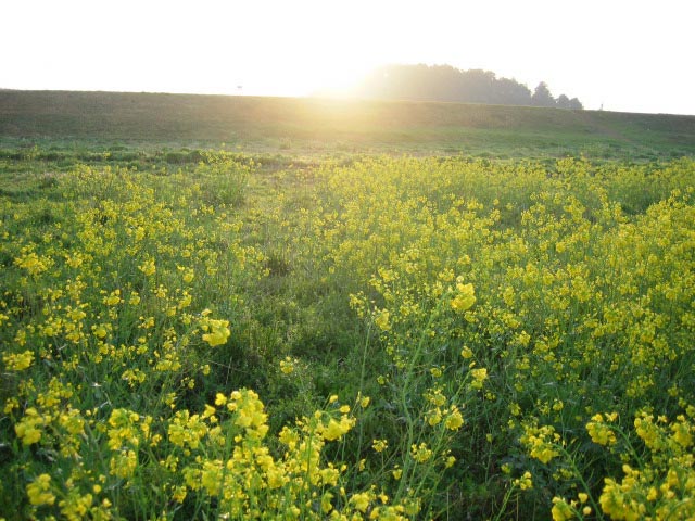 物部川土手下の菜の花畑