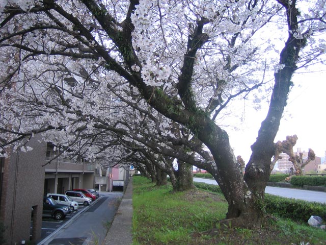 鏡川、潮江橋と天神大橋の間の桜