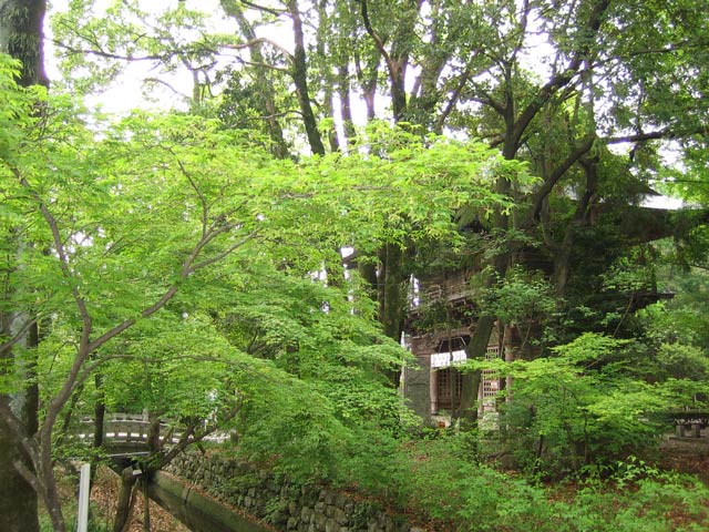 潮江天満宮、もみじの新緑、大阪で見た話