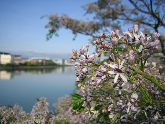 天神大橋の栴檀、きれいな花が咲きました